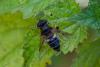 Eristalis similis